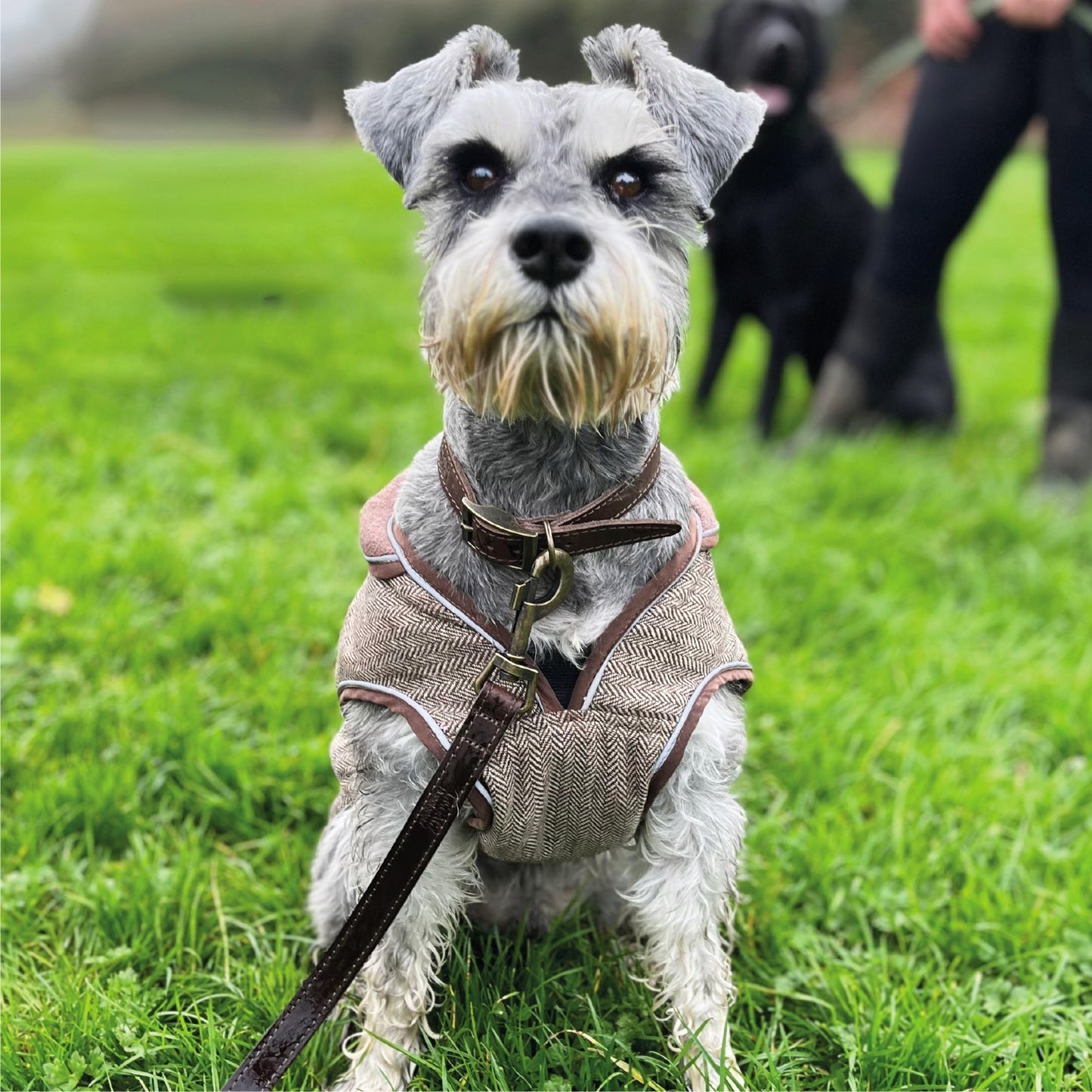 Hugglepets Legacy Dog Coat Traditional Tartan Herringbone Reflective Warm Jacket